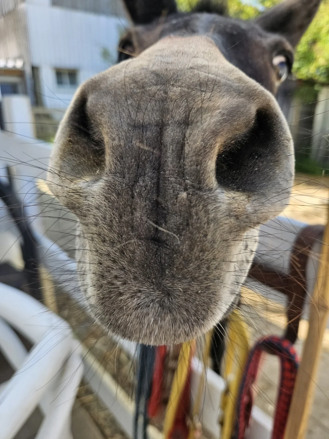 Pferd bei einem Ausflug