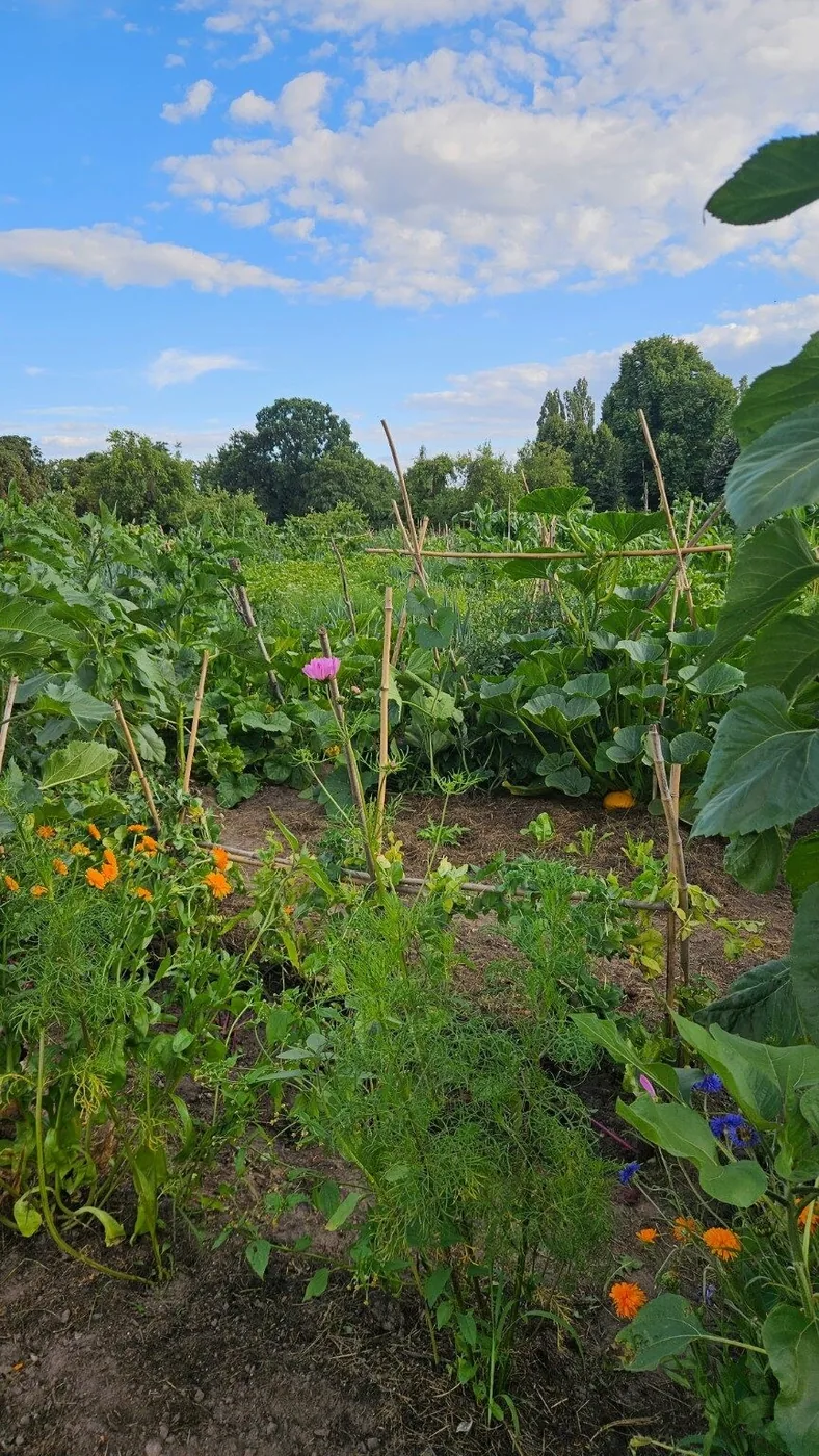 Beet im Bauerngarten