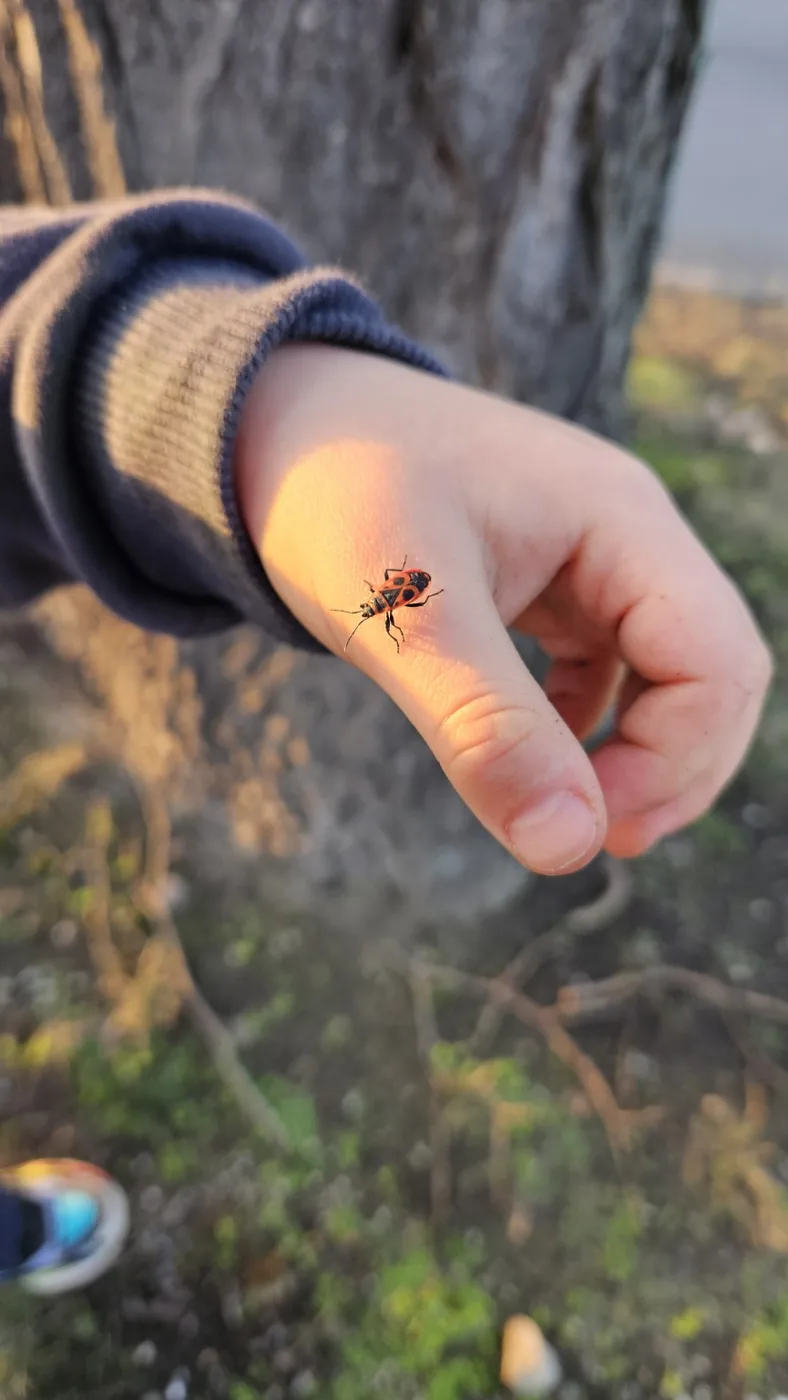 Käfer auf einer Kinderhand